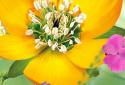 3D Flowers Live Wallpaper screenshot 2