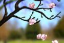 Spring Flowers 3D Parallax Pro screenshot 2