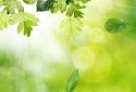 Spring Live Wallpaper screenshot 8