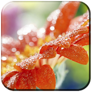 Spring Flowers Live Wallpaper