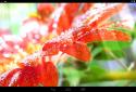 Spring Flowers Live Wallpaper screenshot 1