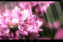 Spring Flowers Live Wallpaper screenshot 2
