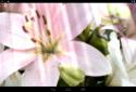 Spring Flowers Live Wallpaper screenshot 3