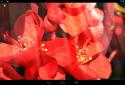 Spring Flowers Live Wallpaper screenshot 4