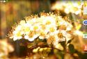Spring Flowers Live Wallpaper screenshot 6