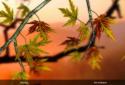 Autumn Leaves in HD Gyro 3D XL  Parallax Wallpaper screenshot 10
