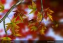 Autumn Leaves in HD Gyro 3D XL  Parallax Wallpaper screenshot 13