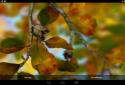 Autumn Leaves in HD Gyro 3D XL  Parallax Wallpaper screenshot 16