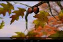Autumn Leaves in HD Gyro 3D XL  Parallax Wallpaper screenshot 17