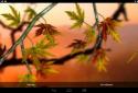 Autumn Leaves in HD Gyro 3D XL  Parallax Wallpaper screenshot 18
