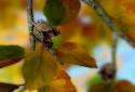 Autumn Leaves in HD Gyro 3D XL  Parallax Wallpaper screenshot 2