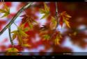 Autumn Leaves in HD Gyro 3D XL  Parallax Wallpaper screenshot 22