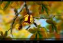 Autumn Leaves in HD Gyro 3D XL  Parallax Wallpaper screenshot 7