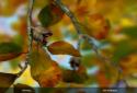 Autumn Leaves in HD Gyro 3D XL  Parallax Wallpaper screenshot 8