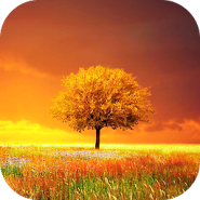 Awesome-Land Pro Live wallpaper