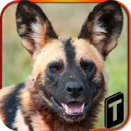 Wild Dog Simulator 3D