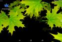 3D ??? Autumn Maple Leaves Free screenshot 1