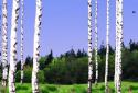 Birch Wood Live Wallpaper screenshot 1