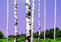 Birch Wood Live Wallpaper screenshot 4