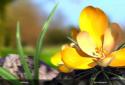 Nature Live❁ Spring Flowers 3D screenshot 3 Nature Live❁ Spring Flowers 3D screenshot 3