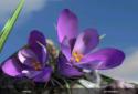 Nature Live❁ Spring Flowers 3D screenshot 4 Nature Live❁ Spring Flowers 3D screenshot 4