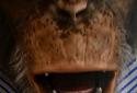 Angry Monkey 3D Live Wallpaper screenshot 1