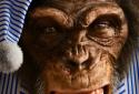 Angry Monkey 3D Live Wallpaper screenshot 3