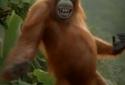 Dancing Monkey HD Live Wall screenshot 2