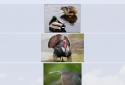 Flashcards Deluxe screenshot 10