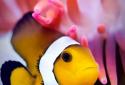 Flora Coral Fish 3D Live WP screenshot 2