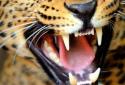 Tiger Lion Live Wallpaper screenshot 2