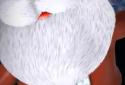 Santa Claus Xmas Live WP screenshot 2