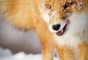 Winter Life Live Animals WP screenshot 5