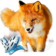 Winter Life Live Animals WP