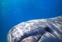 Dolphin Ocean Ripple Effect screenshot 2