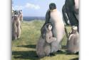 Arctic Penguin Live Wallpaper screenshot 6