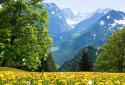 Dandelions Flowers True 3D Live Wallpaper FREE LWP screenshot 2
