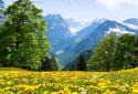 Dandelions Flowers True 3D Live Wallpaper FREE LWP screenshot 7