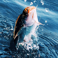 Real Pro Fishing 3D