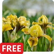 Iris Flowers Realistic Live Wallpaper True 3D FREE Iris Flowers Realistic Live Wallpaper True 3D FREE