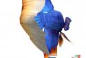 Betta Fish 3D screenshot 3