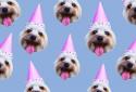 Patternator Pattern Maker Backgrounds & Wallpapers screenshot 4