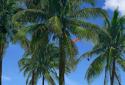 Beach Palms Sea Sunrise 3D Live Wallpaper FREE LWP screenshot 3