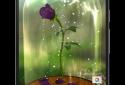 Enchanted Rose screenshot 4