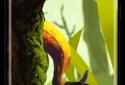 Mossy Forest Live Wallpaper screenshot 2