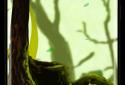 Mossy Forest Live Wallpaper screenshot 3