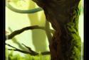 Mossy Forest Live Wallpaper screenshot 6
