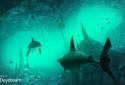 Hungry Shark VR screenshot 5