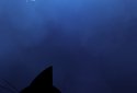 Stalker Cat Wallpaper screenshot 1