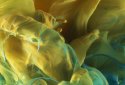 Ink in Water Live Wallpaper screenshot 3
